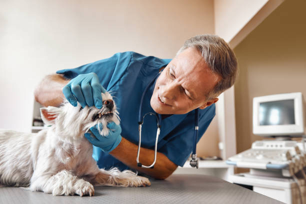 Best Weekend Emergency Dentist in Quincy, MI
